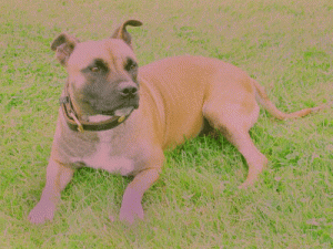 Athena1