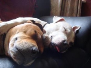 Lexus_And_Khan
