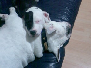 Milly1