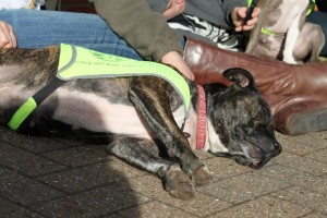 StaffordWalkNov12_4[1]