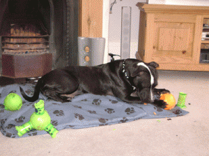 Trixie1