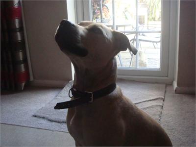 bailey1