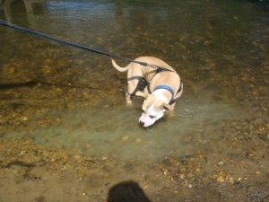 Bailey cooling off.